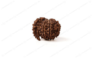 1 Mukhi Rudraksha 