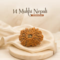 14 Mukhi Nepali Rudraksha