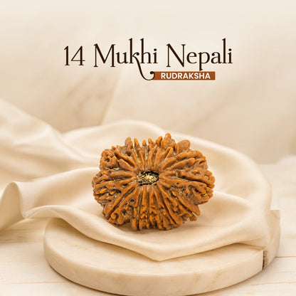 Energized 14 Mukhi Nepali Rudraksha