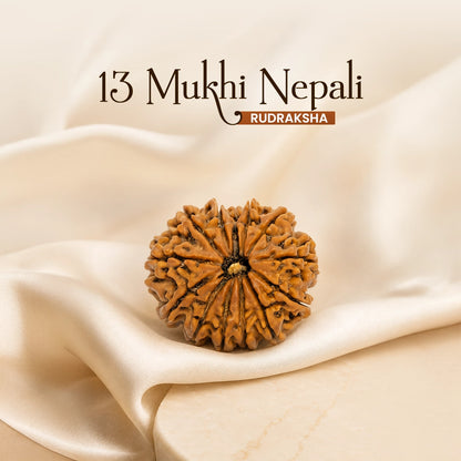 Energized 13 Mukhi Nepali Rudraksha