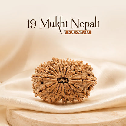 Energized 19 Mukhi Nepali Rudraksha