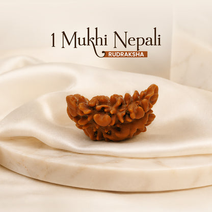 Energized 1 Mukhi Nepali Rudraksha