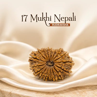 17 Mukhi Nepali Rudraksha