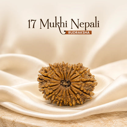 Energized 17 Mukhi Nepali Rudraksha