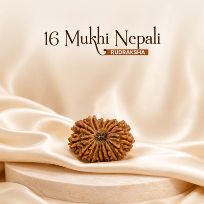 Energized 16 Mukhi Nepali Rudraksha