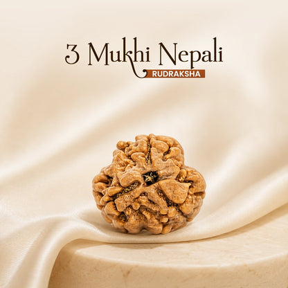 3 Mukhi Nepali Rudraksha