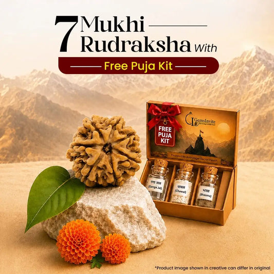 7 Mukhi Rudraksha with Free Puja Kit