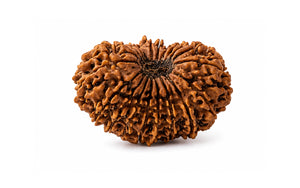 20 Mukhi Rudraksha