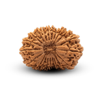 21 Mukhi