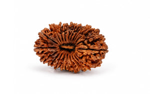 21 Mukhi Rudraksha