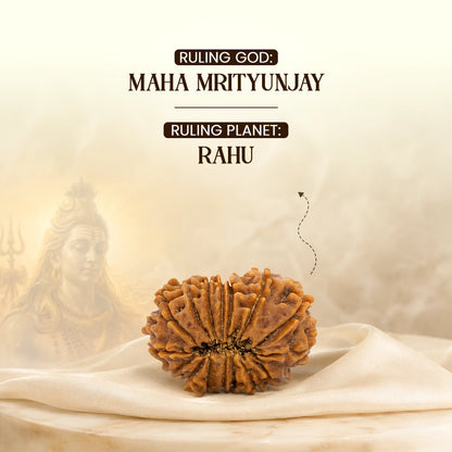 Energized 16 Mukhi Nepali Rudraksha