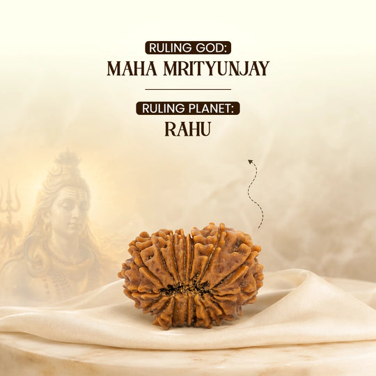 16 Mukhi Nepali Rudraksha
