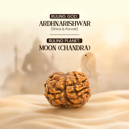 Energized 2 Mukhi Nepali Rudraksha