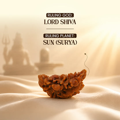 Energized 1 Mukhi Nepali Rudraksha