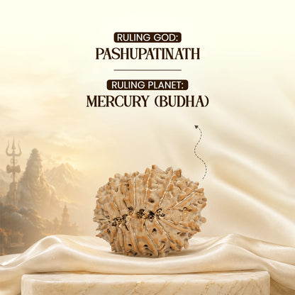 Energized 15 Mukhi Nepali Rudraksha