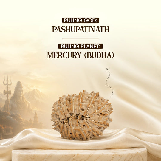 15 Mukhi Nepali Rudraksha