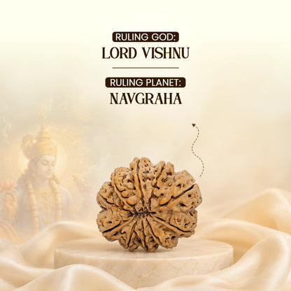 Energized 10 Mukhi Nepali Rudraksha