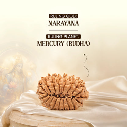 Energized 19 Mukhi Nepali Rudraksha