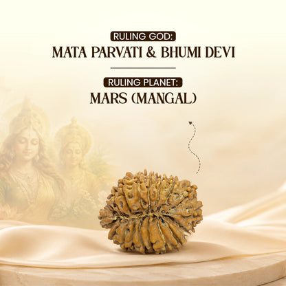 Energized 18 Mukhi Nepali Rudraksha