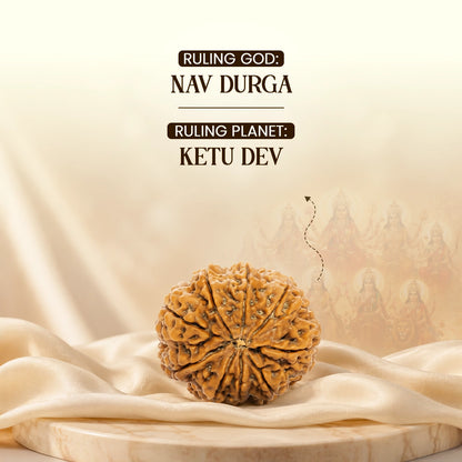 Energized 9 Mukhi Nepali Rudraksha