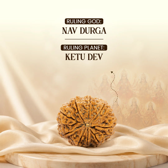9 Mukhi Nepali Rudraksha
