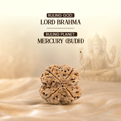 Energized 4 Mukhi Nepali Rudraksha