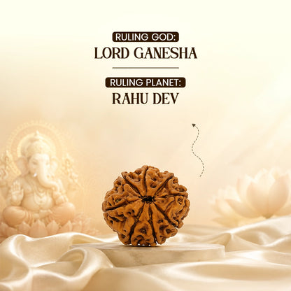 Energized 8 Mukhi Nepali Rudraksha