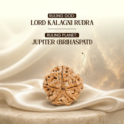 Energized 5 Mukhi Nepali Rudraksha