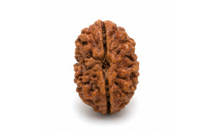 2 Mukhi Rudraksha 