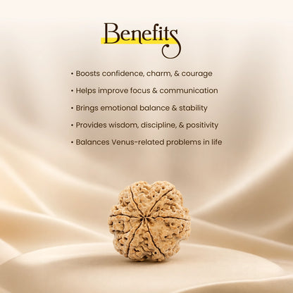 Energized 6 Mukhi Nepali Rudraksha