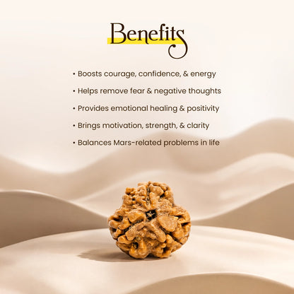 Energized 3 Mukhi Nepali Rudraksha