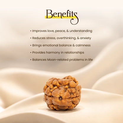 Energized 2 Mukhi Nepali Rudraksha
