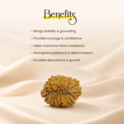 Energized 18 Mukhi Nepali Rudraksha