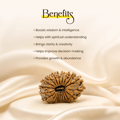 Energized 20 Mukhi Nepali Rudraksha