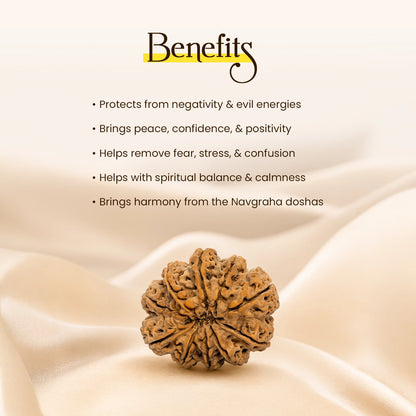 Energized 10 Mukhi Nepali Rudraksha