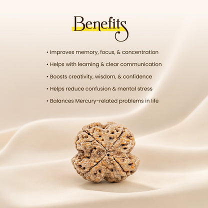 Energized 4 Mukhi Nepali Rudraksha