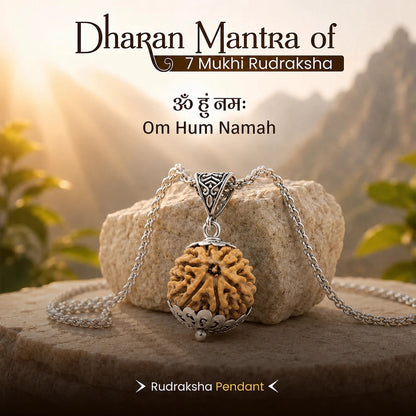 7 Mukhi Rudraksha with Free Puja Kit