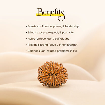 Energized 12 Mukhi Nepali Rudraksha