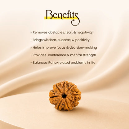 Energized 8 Mukhi Nepali Rudraksha