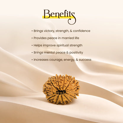Energized 11 Mukhi Nepali Rudraksha