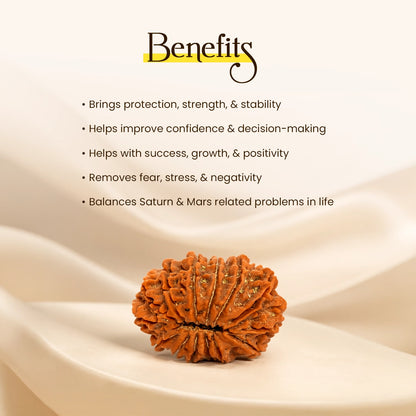 Energized 14 Mukhi Nepali Rudraksha