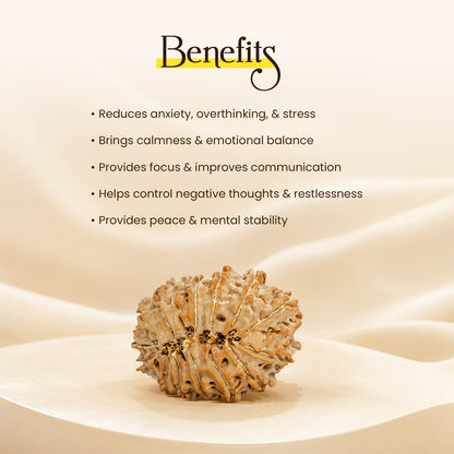 Energized 15 Mukhi Nepali Rudraksha