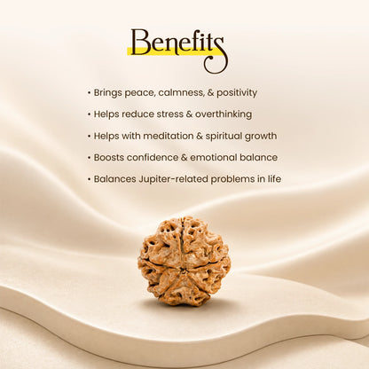 Energized 5 Mukhi Nepali Rudraksha
