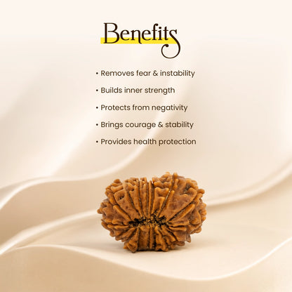 Energized 16 Mukhi Nepali Rudraksha