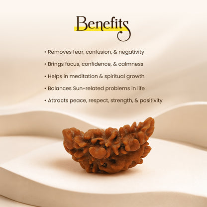 Energized 1 Mukhi Nepali Rudraksha