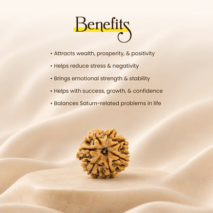 7 Mukhi Rudraksha with Free Puja Kit