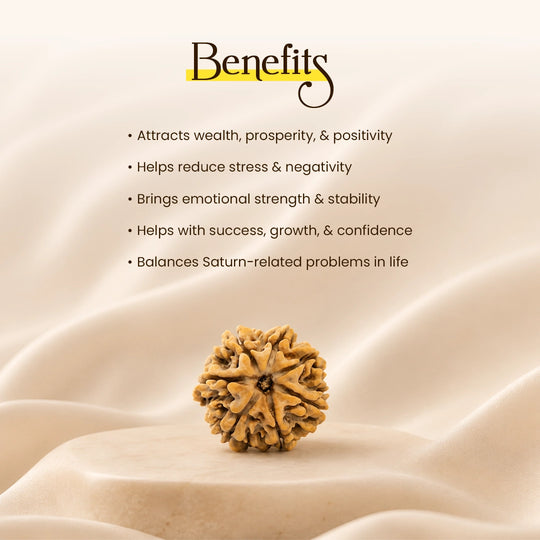 7 Mukhi Nepali Rudraksha with Free Puja Kit & Golden Pyrite Bracelet