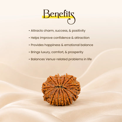 Energized 13 Mukhi Nepali Rudraksha
