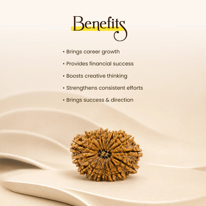 Energized 17 Mukhi Nepali Rudraksha