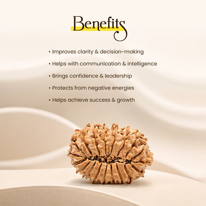 Energized 19 Mukhi Nepali Rudraksha